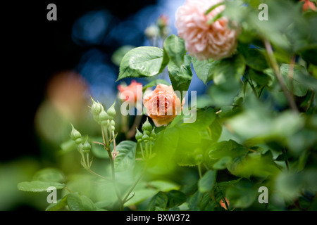 Un rosaio con le rose rosa Foto Stock
