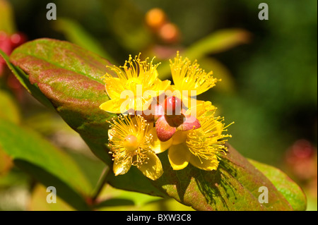 Hypericum androsaemum nome comune: Tutsan o erba di San Giovanni Foto Stock