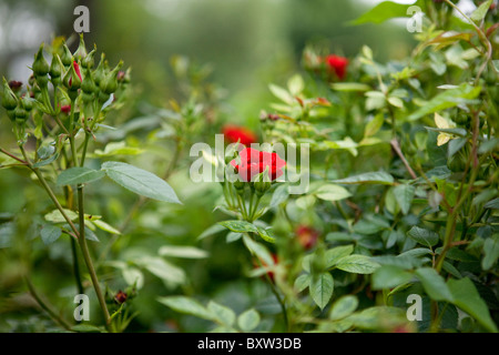 Un cespuglio di rosa rosso Foto Stock