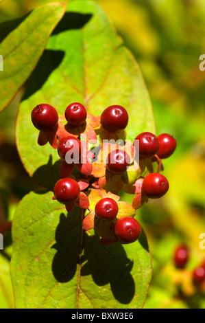 Hypericum androsaemum nome comune: Tutsan o erba di San Giovanni Foto Stock