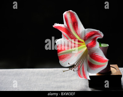 Il bianco e il rosso amaryllis su sfondo nero. Foto Stock