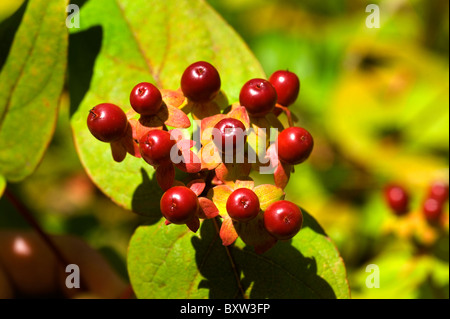 Hypericum androsaemum nome comune: Tutsan o erba di San Giovanni Foto Stock