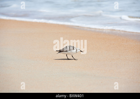 Sandpiper rovistando per spuntini presso il Beverly Beach, Florida Foto Stock