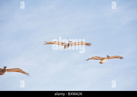 Gregge o squadrone di brown pellicani (Pelecanus occidentalis) battenti lungo la costa al Beverly Beach, Florida Foto Stock