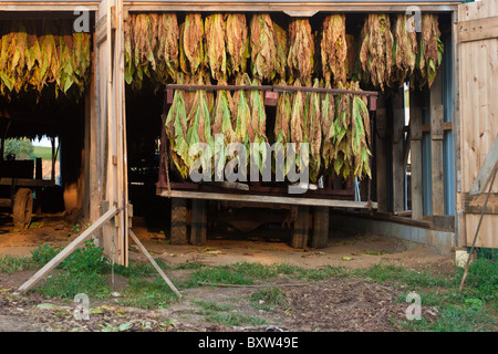 Coltura di tabacco si blocca a secco bianco all'interno di un fienile nella fattoria Amish in Lancaster County, Pennsylvania Foto Stock