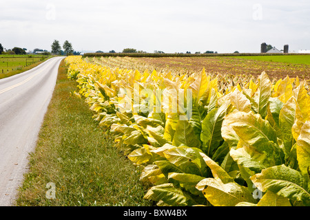 Il tabacco nei campi durante il raccolto in Lancaster County, Pennsylvania Foto Stock