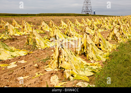 Il tabacco nei campi durante il raccolto in Lancaster County, Pennsylvania Foto Stock