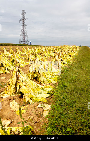 Il tabacco nei campi durante il raccolto in Lancaster County, Pennsylvania Foto Stock