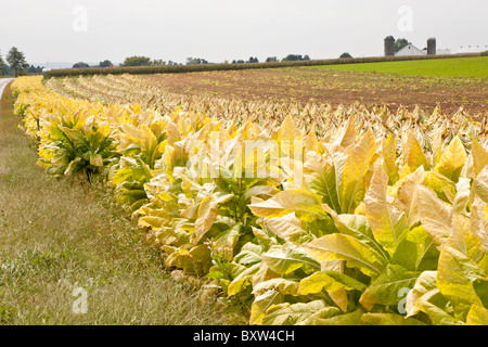 Il tabacco nei campi durante il raccolto in Lancaster County, Pennsylvania Foto Stock