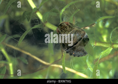 Creeping Waterbug - piattino bug (Ilyocoris cimicoides - Naucoris cimicoides) sotto l'acqua - Belgio Foto Stock