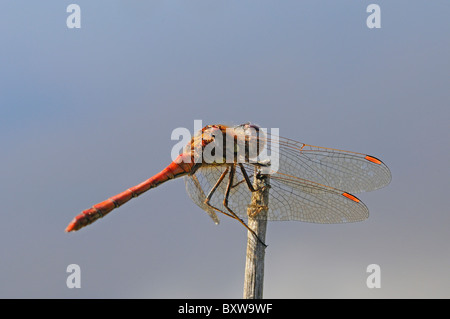 Common Darter Dragonfly (Sympetrum striolatum) maschio in appoggio sul ramoscello, Oxfordshire, Regno Unito. Foto Stock