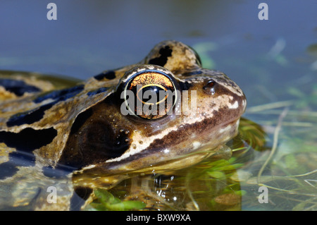 Rana comune (Rana temporaria) in appoggio alla superficie dell'acqua, close-up di testa e occhio, Oxfordshire, Regno Unito. Foto Stock