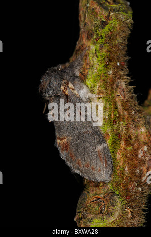 Ferro da stiro (prominente Notodonta dromedarius) adulto a riposo sul ramoscello, Oxfordshire, Regno Unito Foto Stock