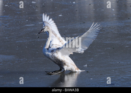 Cigno (Cygnus olor) capretti su ghiaccio, ali distese, Slimbridge, UK. Foto Stock