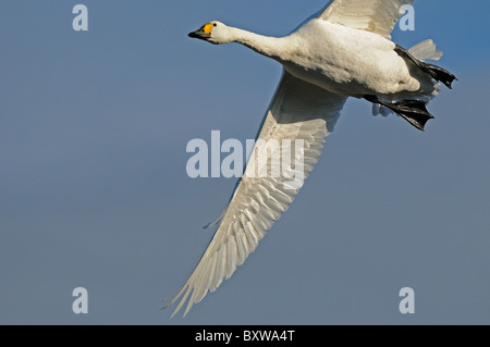 Bewick's Swan (Cygnus columbianus) adulto in volo, Slimbridge, UK. Foto Stock