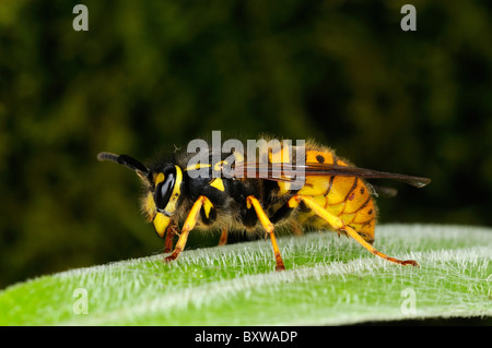 Wasp comune (Vespula vulgaris) in appoggio sulla lamina, Oxfordshire, Regno Unito. Foto Stock