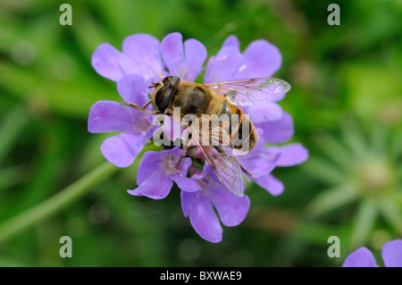 Passare il puntatore del mouse-fly (Myathropa florae) appoggiata sul fiore scabious, Oxfordshire, Regno Unito. Foto Stock
