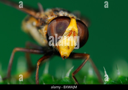 Passare il puntatore del mouse-fly (Volucella specie) close-up di testa, Oxfordshire, Regno Unito Foto Stock