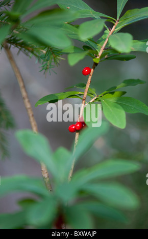 Mezereon Plant ( Daphne mezereum , Thymelaeaceae ) bacche , Finlandia Foto Stock