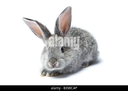Grigio baby coniglio isolato su uno sfondo bianco Foto Stock