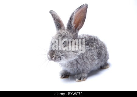 Grigio baby coniglio isolato su uno sfondo bianco Foto Stock
