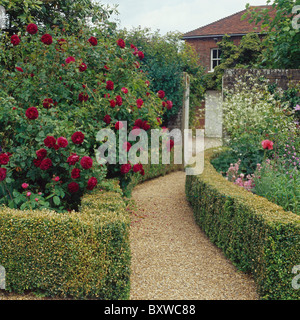 Sentiero di ghiaia tra agganciato siepe di bosso la bordatura di confine con rose rosse nel paese giardino in estate Foto Stock