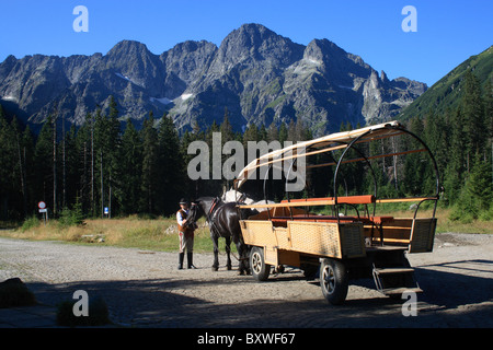 Cavallo in tram in Dolina Rybiego Potoku (Valle di pesce Creek) sul modo di Morskie Oko (lago), monti Tatra, Polonia Foto Stock