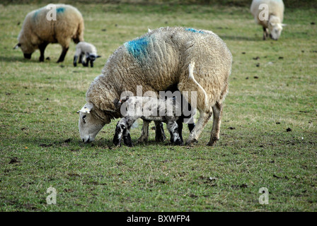 Nuova stagione primavera agnelli Foto Stock