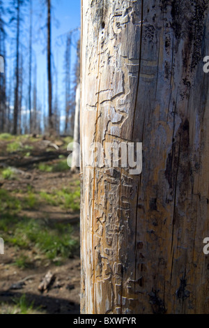 Mountain Pine beetle danno ad un Lodgepole pino lungo il corridoio Magruder nel deserto Selway-Bitterwoot, Idaho, Stati Uniti d'America. Foto Stock