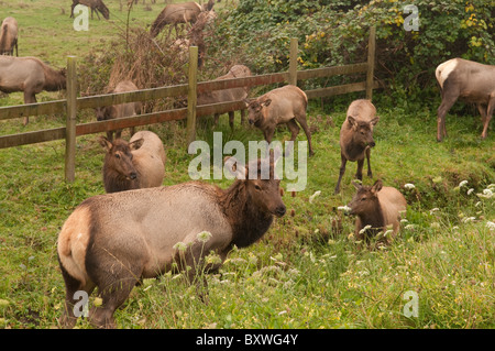 Pericolo Wild Elk Crossing Foto Stock