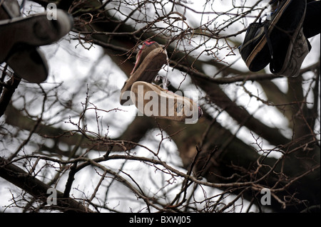 Formatori appeso a un albero accanto a un skate park, il skateboarders gettare le loro vecchie scarpe fino lì quando essi ottengono una nuova coppia Foto Stock