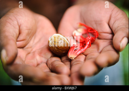 Un uomo azienda appena raccolto la noce moscata e il macis, Ambon, Maluku, Indonesia. Foto Stock