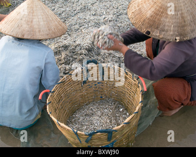 Il Vietnam la pesca Co-operative di lavoro nei pressi di MUI NE Foto © Julio Etchart Foto Stock