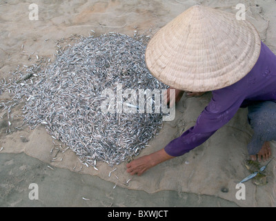 Il Vietnam la pesca Co-operative di lavoro nei pressi di MUI NE Foto © Julio Etchart Foto Stock