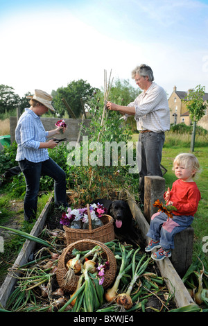 Una famiglia con un raccolto di fresco cipolle tirato da un letto sollevata in un giardino Inglese comune fiori Farm Regno Unito Foto Stock