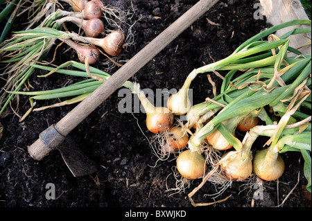 Un raccolto di fresca cipolle in un cesto di vimini da un giardino Inglese UK Foto Stock