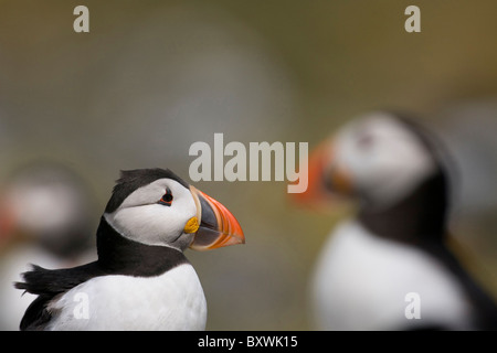 I puffini sull isola di fiocco, farne Islands, Northumberland Foto Stock