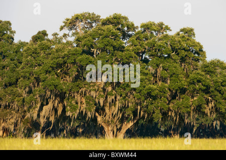 Stati Uniti d'America, Florida, Pineland, muschio Spagnolo copre alberi di quercia al tramonto Foto Stock