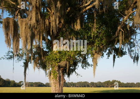 Stati Uniti d'America, Florida, Pineland, muschio Spagnolo copre alberi di quercia in corrispondenza del bordo del campo di erba al tramonto di sera d'estate Foto Stock