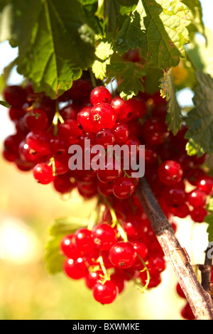 Ribes rosso fresco su una boccola di ribes Foto Stock