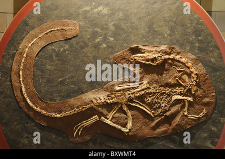 Un dinosauro scavato presso il Museo di Storia Naturale di Londra. Foto Stock