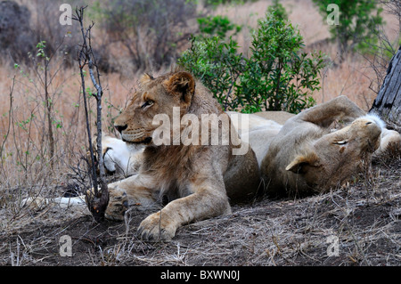 Due leoni in appoggio su un monte di sporco. Parco Nazionale di Kruger, Sud Africa. Foto Stock