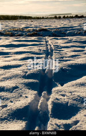 Piste da fondo nella foresta vicino al villaggio di Mey, Caithness in Scozia, Regno Unito Foto Stock