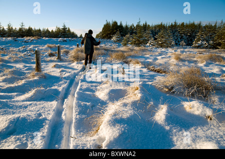 L'uomo su sci di fondo sci nella foresta vicino al villaggio di Mey, Caithness in Scozia, Regno Unito Foto Stock