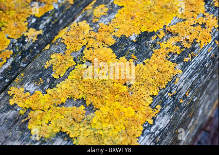 Un lichene che cresce su un palo di legno moss giallo verde Foto Stock