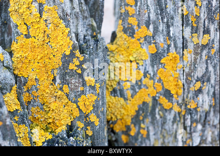 Un lichene che cresce su un palo di legno Foto Stock