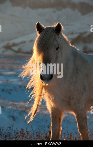 White cadde pony retroilluminata con bassa serata sole invernale. Foto Stock