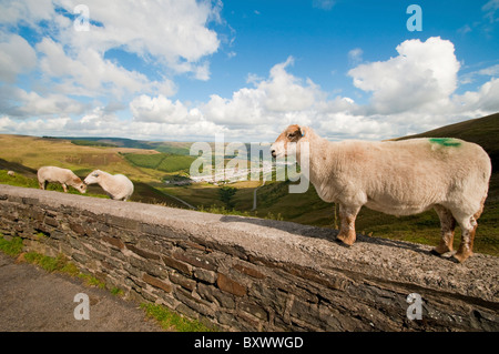 Pecora in piedi su una parete a Bwlch sopra Cwmparc Rhondda Valley in South Wales UK Foto Stock