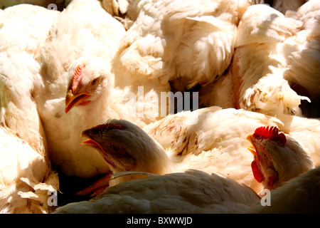 Gli allevamenti di pollame- Polli da carne nel gruppo Foto Stock