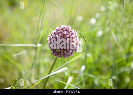 Una testa di fiori tra le erbe di prato Foto Stock